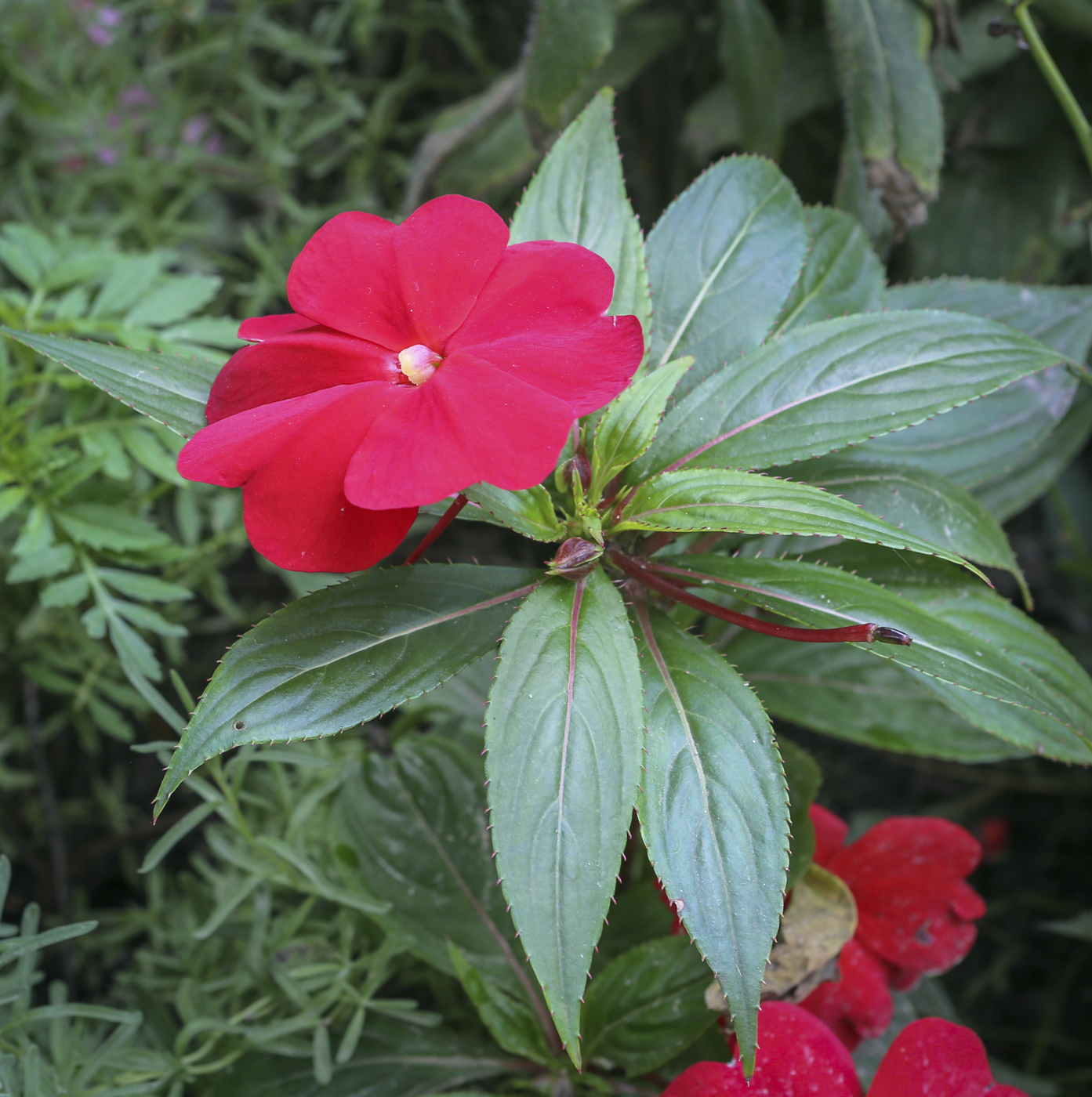 Image of Impatiens walleriana specimen.