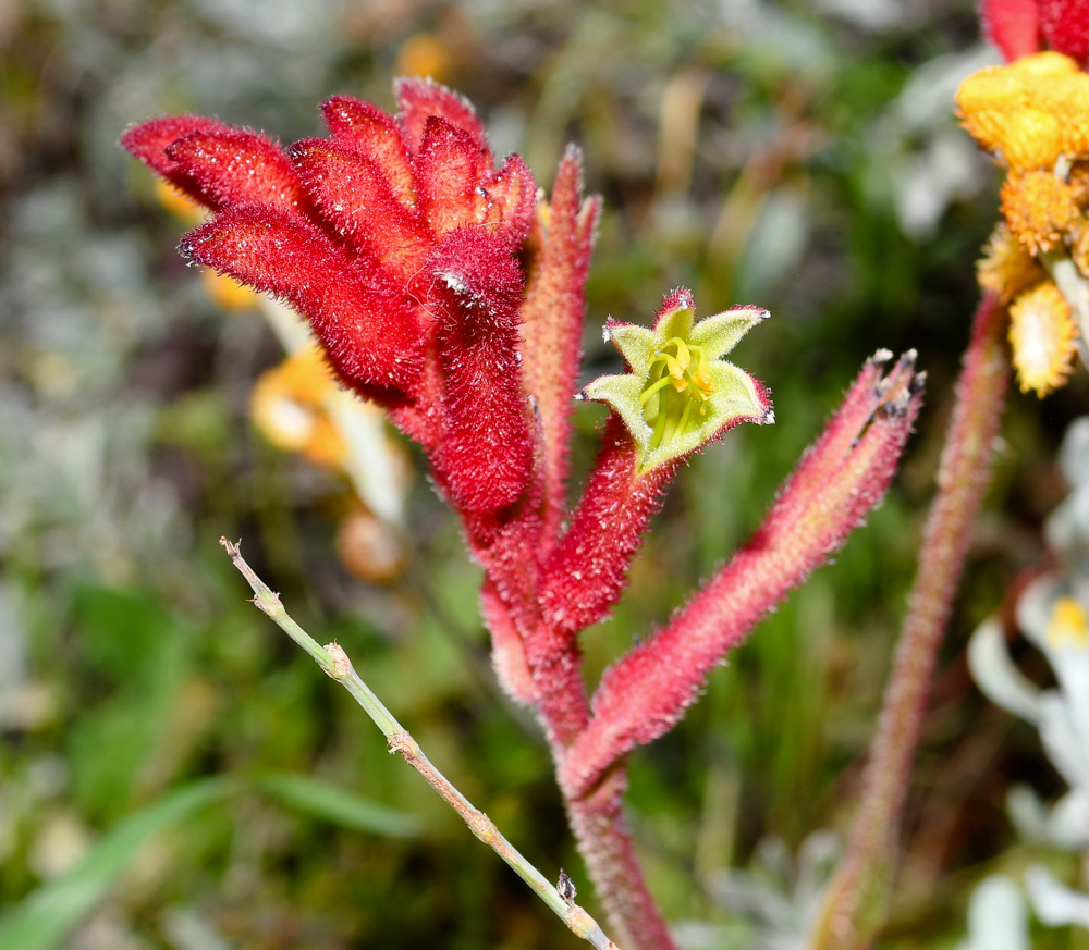 Изображение особи род Anigozanthos.