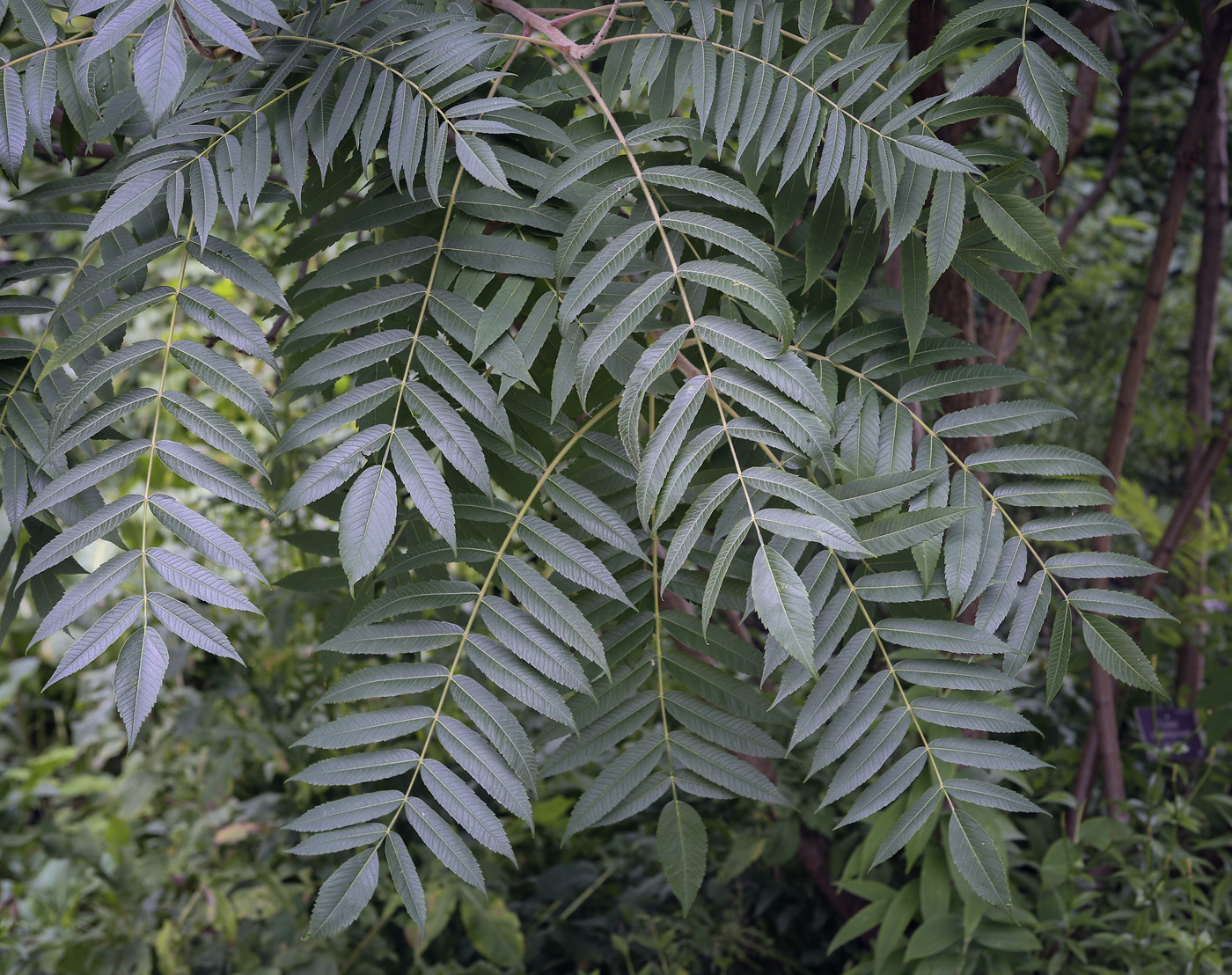 Image of Rhus typhina specimen.