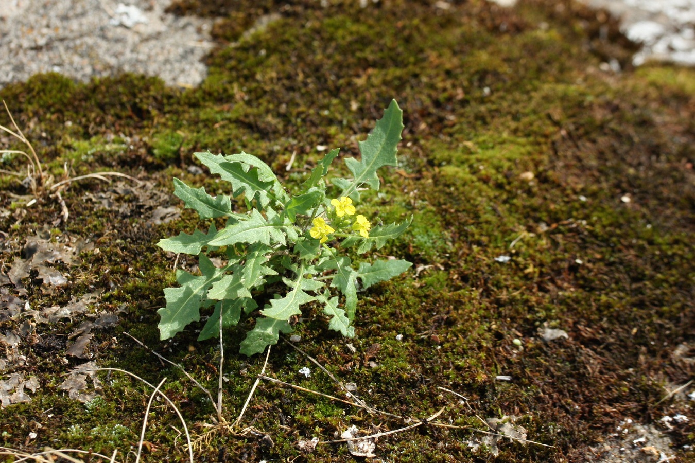 Image of Sisymbrium loeselii specimen.