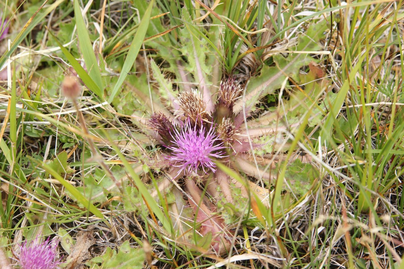 Image of Cirsium esculentum specimen.