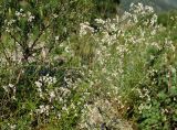 Galium paniculatum