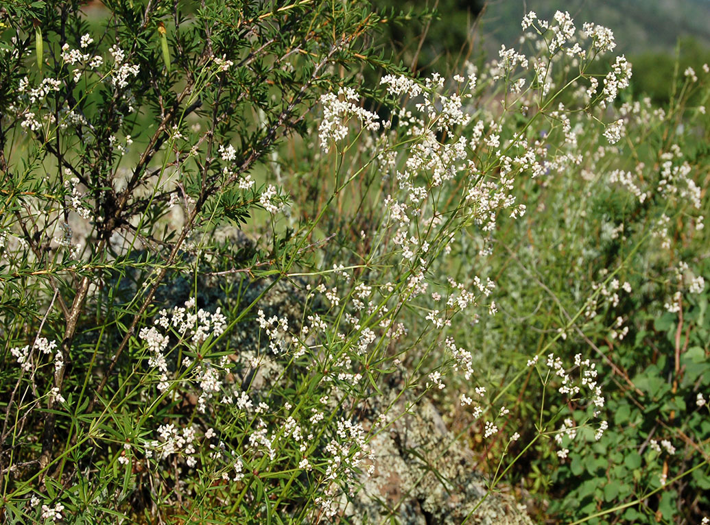 Image of Galium paniculatum specimen.