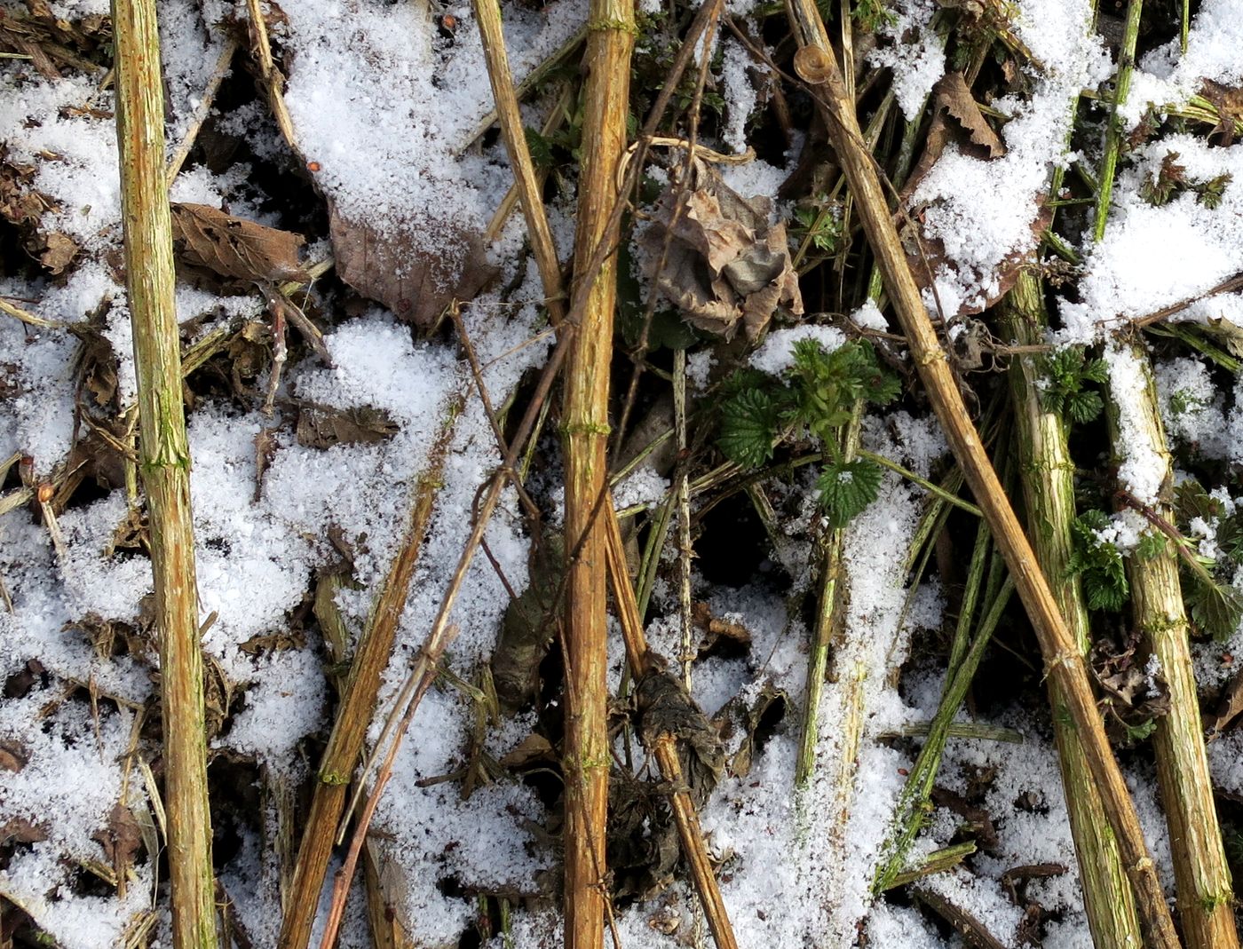 Image of Urtica dioica specimen.