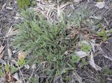 Gypsophila altissima