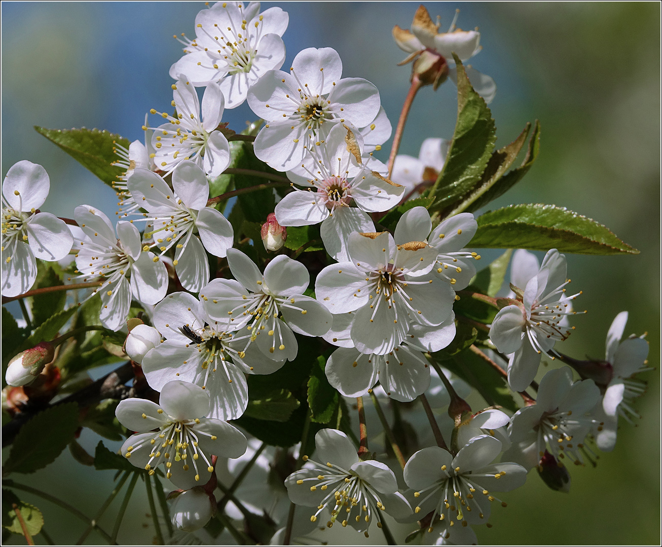 Изображение особи Cerasus vulgaris.