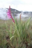 genus Gladiolus. Цветущее растение. ЮАР, Драконовы горы, Mkhomazi Wilderness area, хр. между ручьями Kwantuba и Mkomazi, альпийский луг. 05.01.2008.