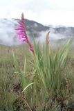 род Gladiolus. Цветущее растение. ЮАР, Драконовы горы, Mkhomazi Wilderness area, хр. между ручьями Kwantuba и Mkomazi, альпийский луг. 05.01.2008.