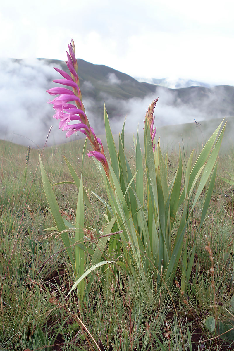 Изображение особи род Gladiolus.
