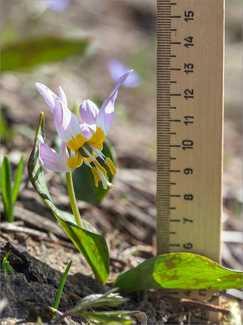 Image of Erythronium caucasicum specimen.