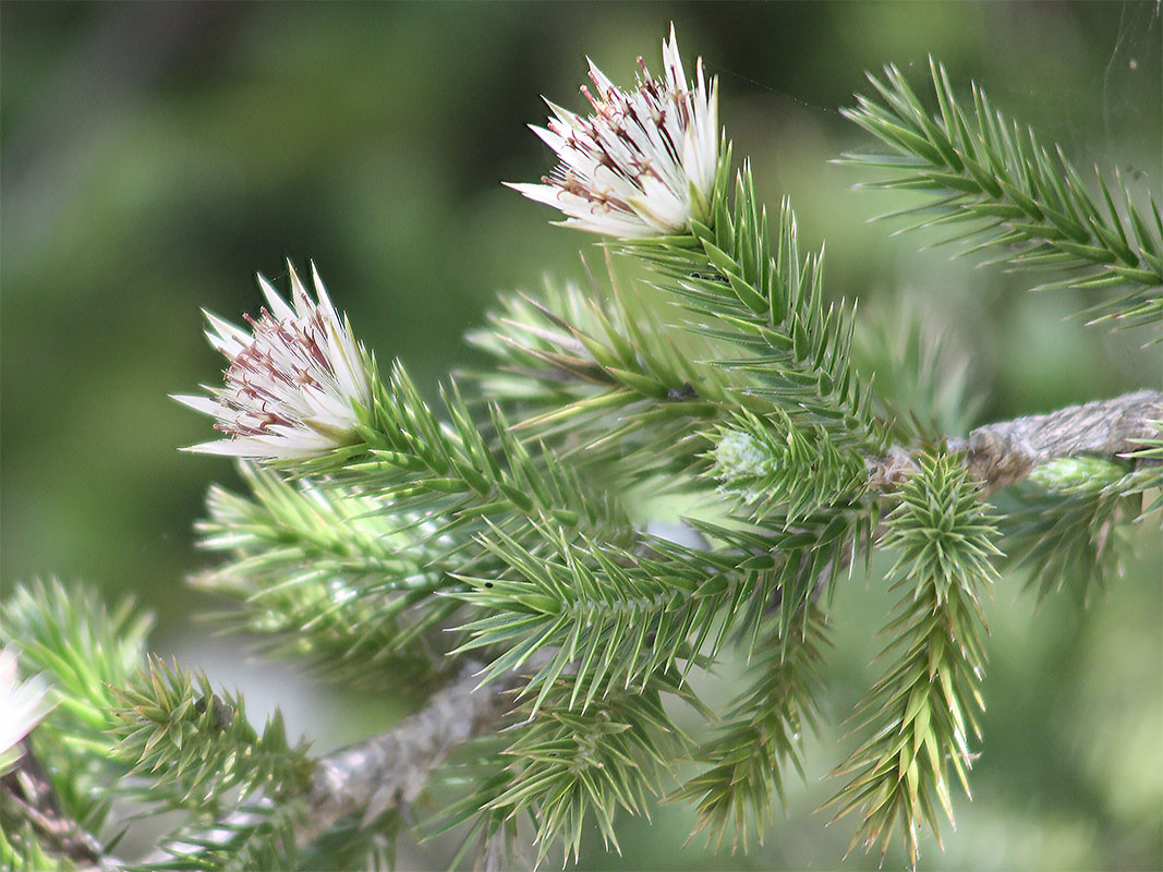 Изображение особи Macledium grandidieri.