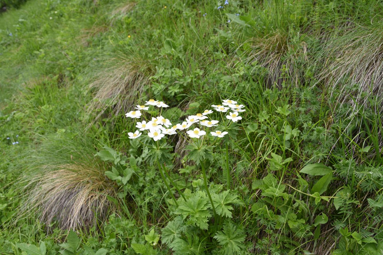 Изображение особи Anemonastrum fasciculatum.