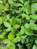 Rubus procerus
