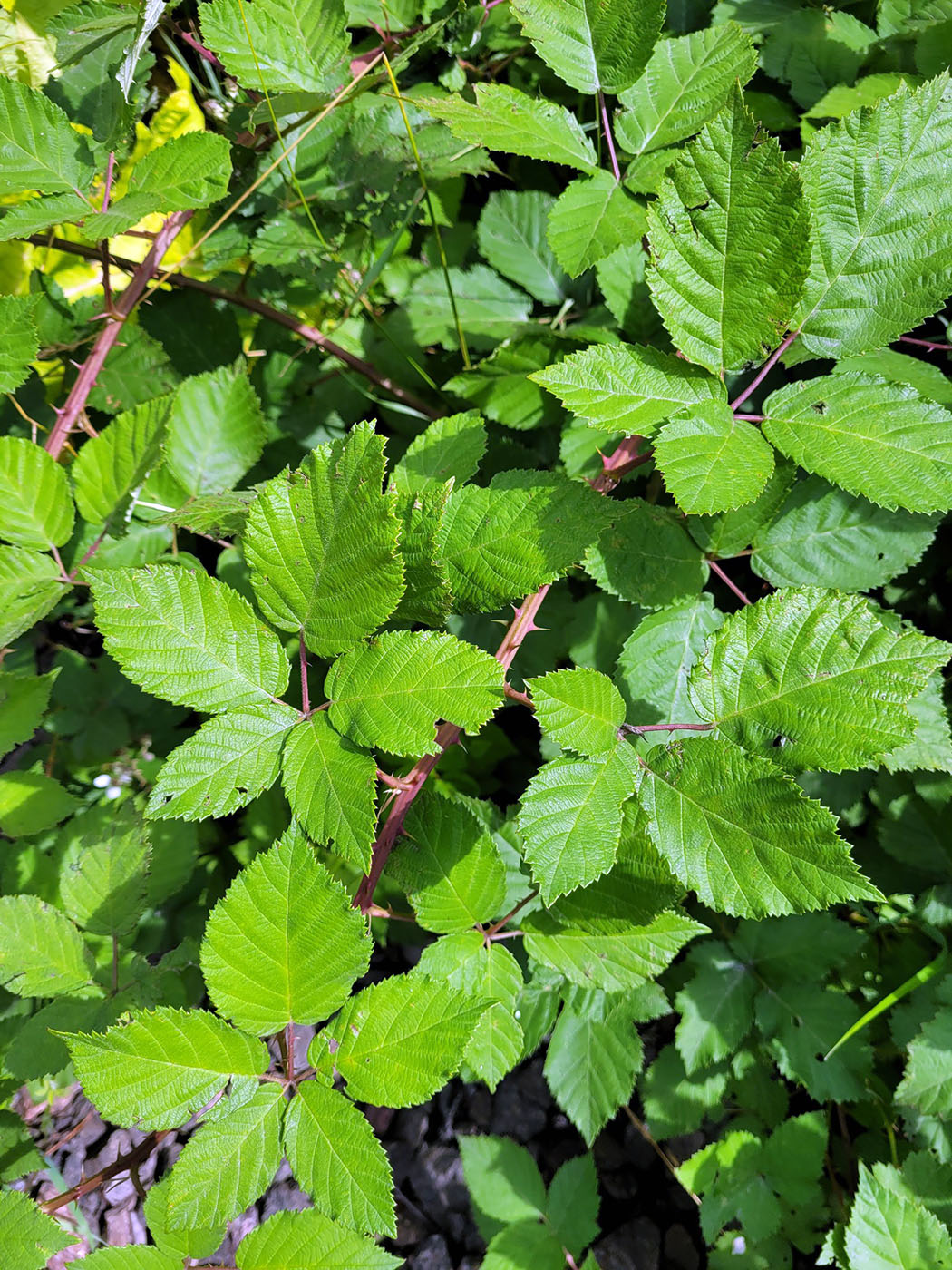 Изображение особи Rubus procerus.