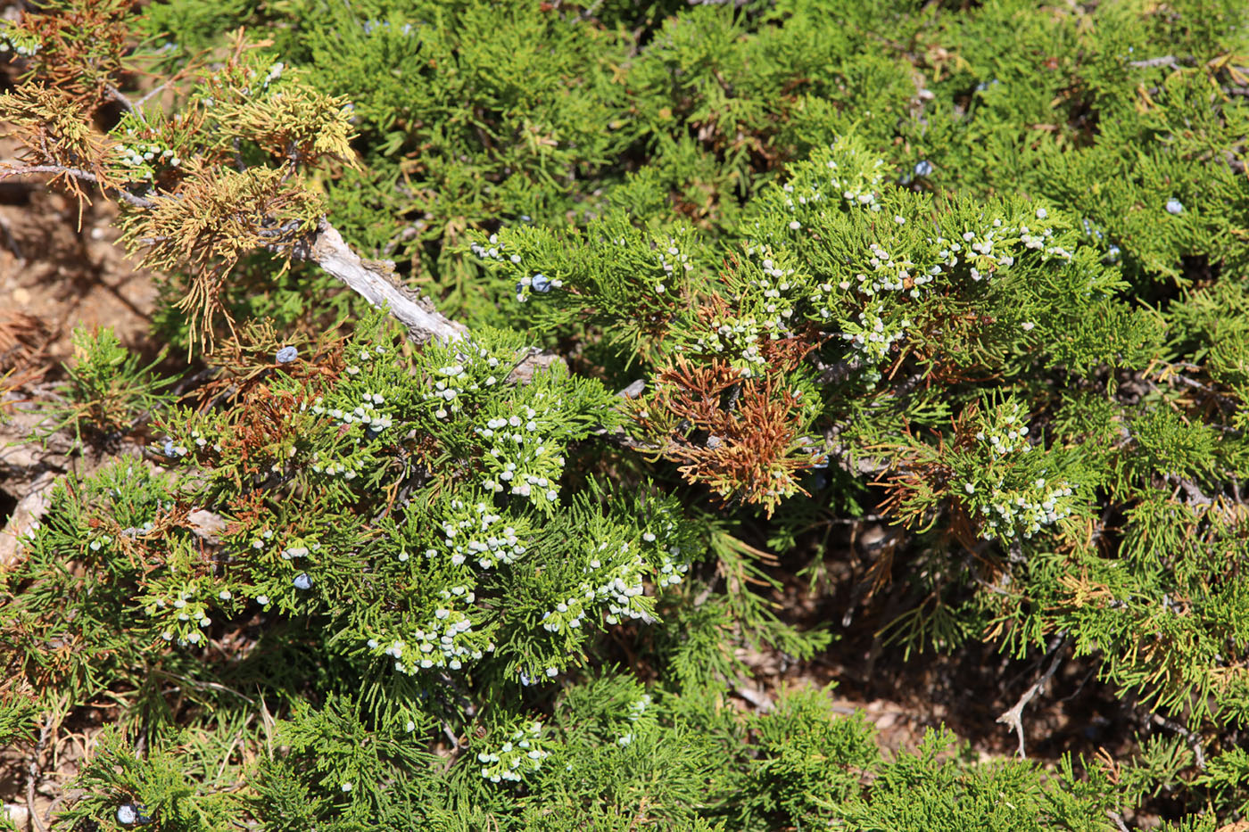 Изображение особи Juniperus sabina.