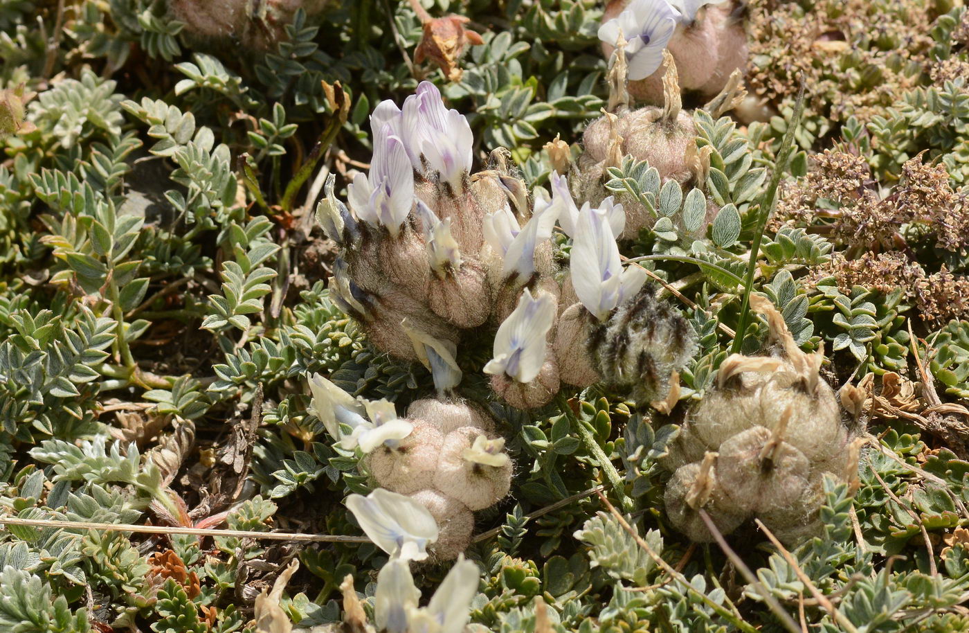 Image of Astragalus nivalis specimen.