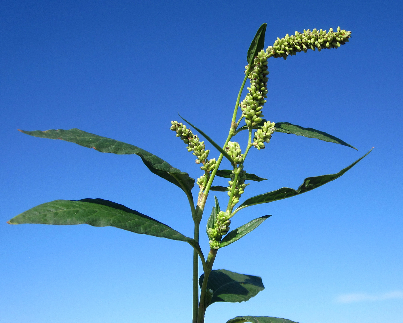 Изображение особи род Persicaria.