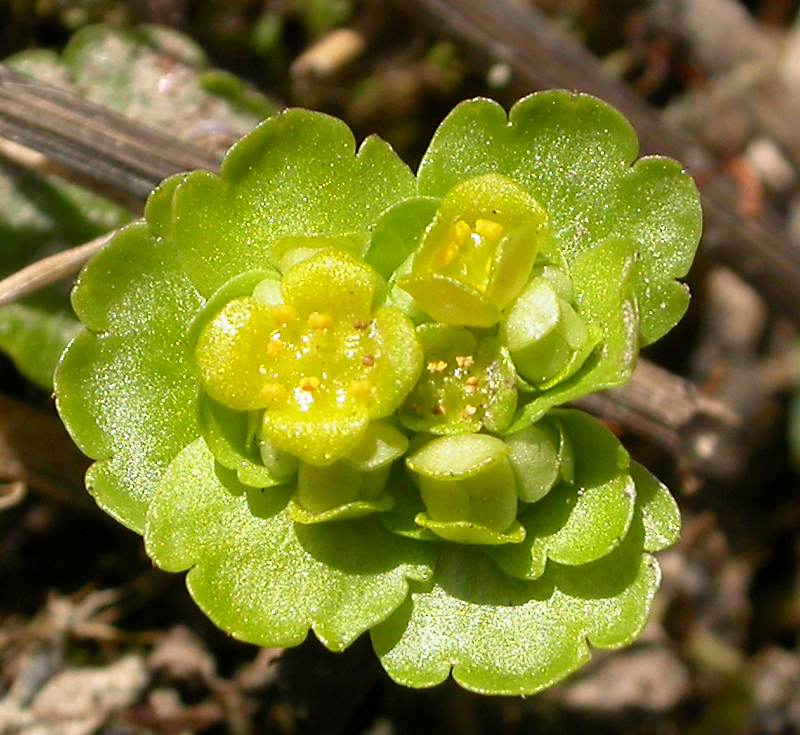 Изображение особи Chrysosplenium alternifolium.