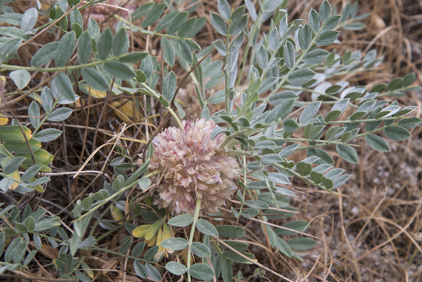 Изображение особи Astragalus transoxanus.