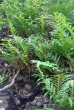 class Polypodiopsida. Вегетирующие растения. Австралия, штат Северные Территории, национальный парк \"Litchfield\". 10.12.2010.