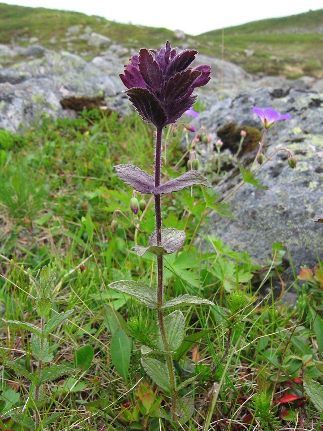 Image of Bartsia alpina specimen.
