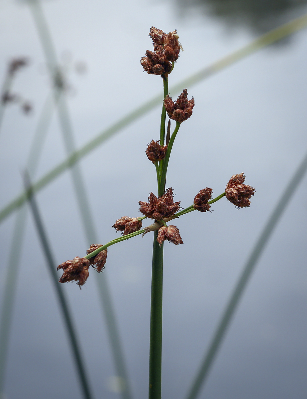 Изображение особи Schoenoplectus lacustris.