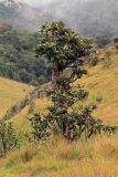 Rhododendron arboreum подвид zeylanicum. Вегетирующее растение. Шри-Ланка, Центральная провинция, национальный парк \"Horton Plains\". 21.11.2011.