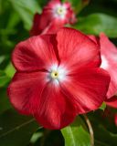 Catharanthus roseus. Цветок. Израиль, г. Бат-Ям, в культуре. 04.10.2022.