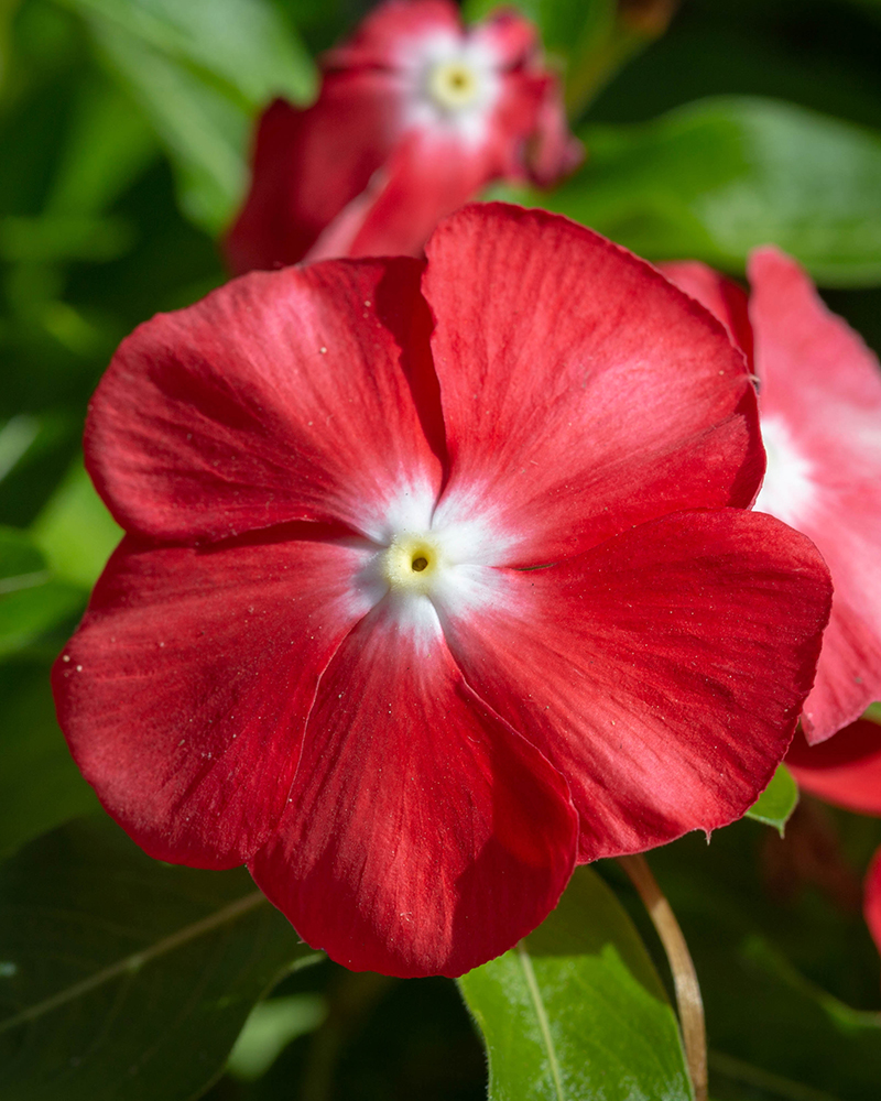 Image of Catharanthus roseus specimen.