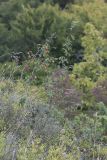 Cotoneaster tauricus