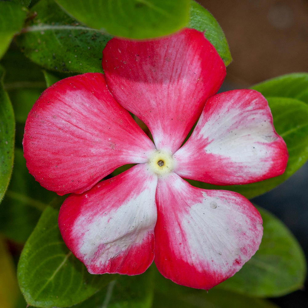 Изображение особи Catharanthus roseus.