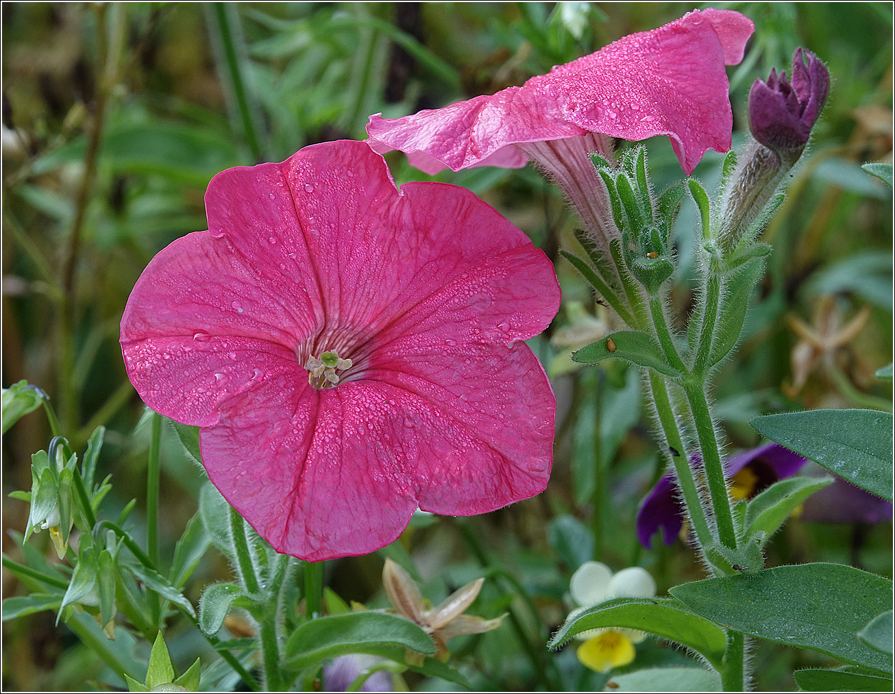 Изображение особи Petunia &times; atkinsiana.