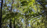 Juglans mandshurica. Верхушка веточки с мужским соцветием. Ярославская обл., г. Переславль-Залесский, дендрологический парк им. С. Ф. Харитонова, в культуре. 12.06.2022.