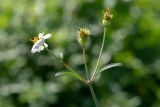 Bidens pilosa