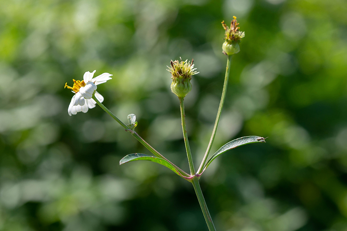 Image of Bidens pilosa specimen.