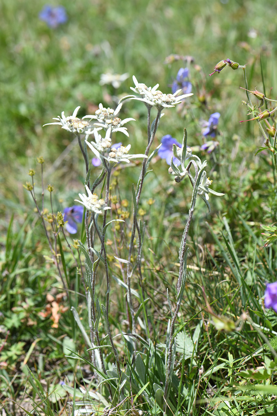 Image of Leontopodium fedtschenkoanum specimen.