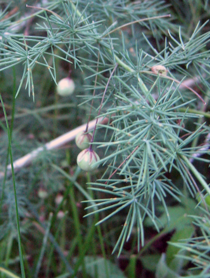 Image of Asparagus neglectus specimen.