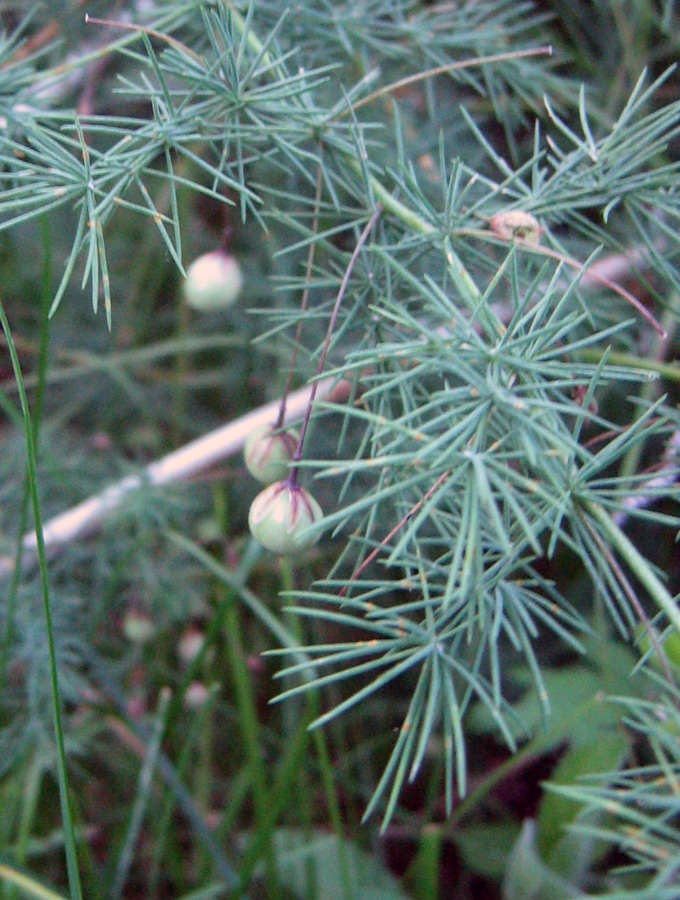 Изображение особи Asparagus neglectus.