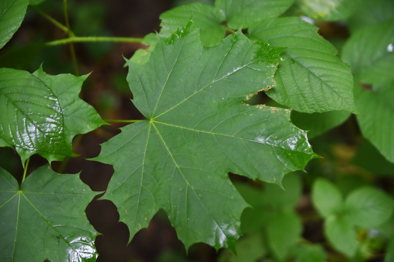 Изображение особи Acer platanoides.
