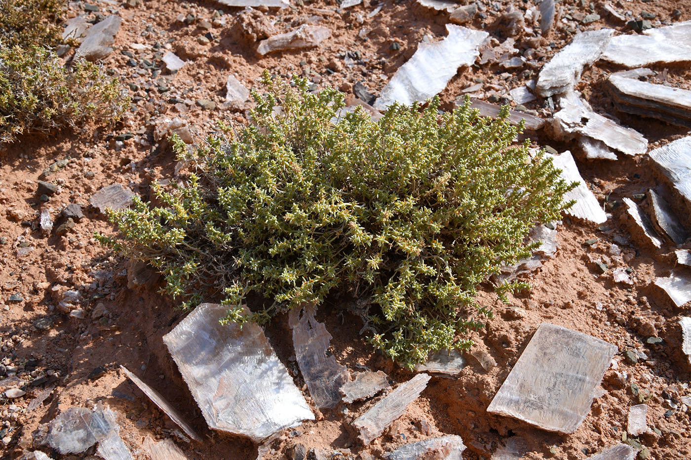 Image of Arthrophytum longibracteatum specimen.