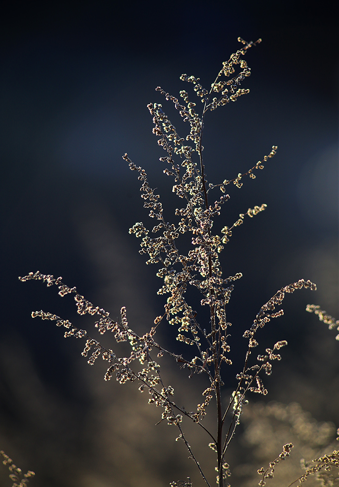 Image of Artemisia umbrosa specimen.