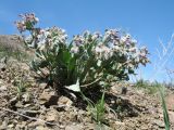 Rindera tetraspis. Цветущее растение. Южный Казахстан, сев. макросклон зап. части Киргизского хр., ущ. Шошкалы, ≈ 850 м н.у.м., щебнистый склон южной экспозиции. 3 апреля 2022 г.