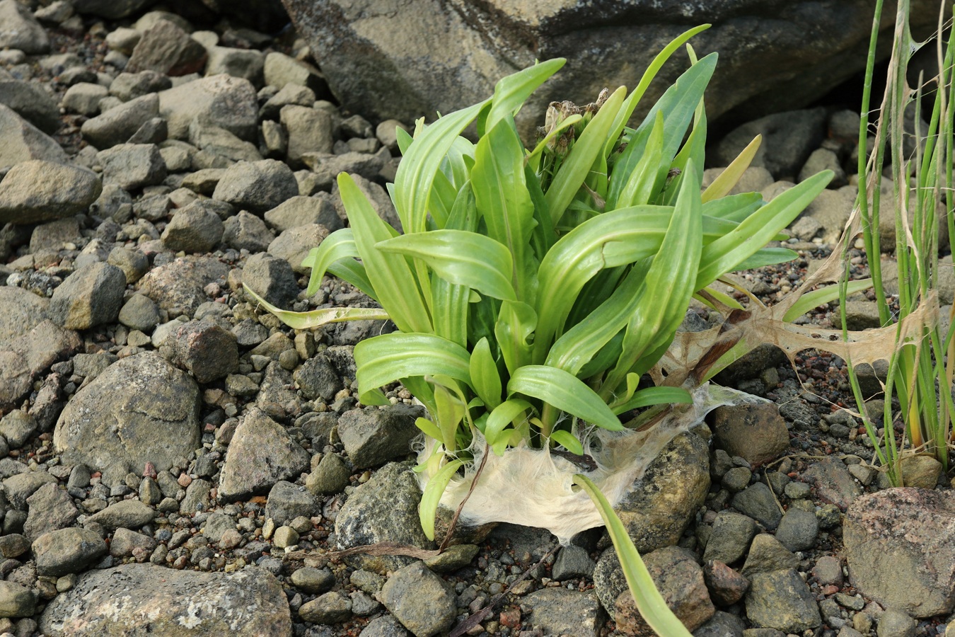 Изображение особи Tripolium pannonicum ssp. tripolium.