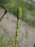 Equisetum ramosissimum