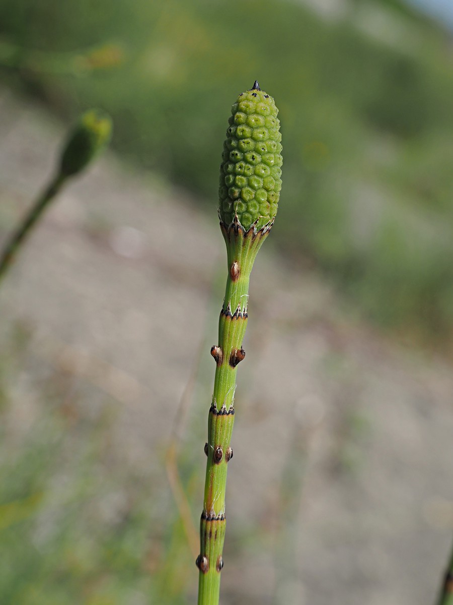 Image of Equisetum ramosissimum specimen.