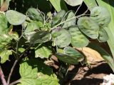 Lunaria annua