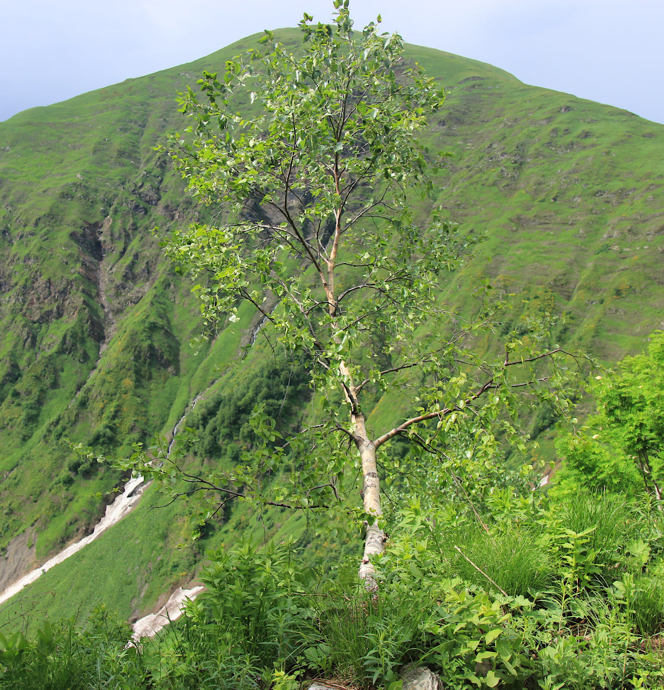 Изображение особи Betula litwinowii.