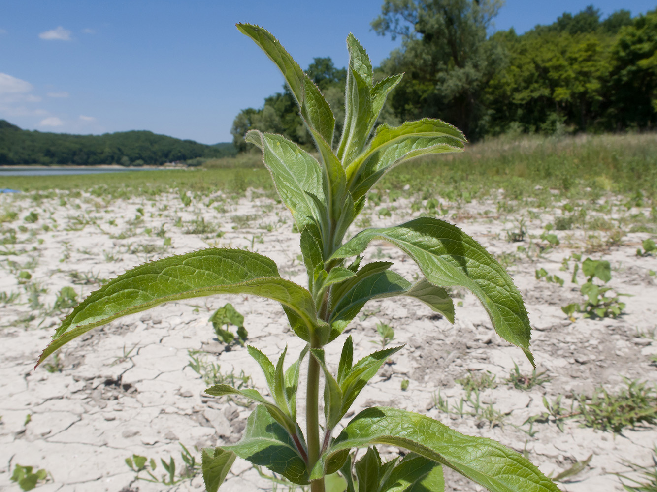 Image of Epilobium hirsutum specimen.