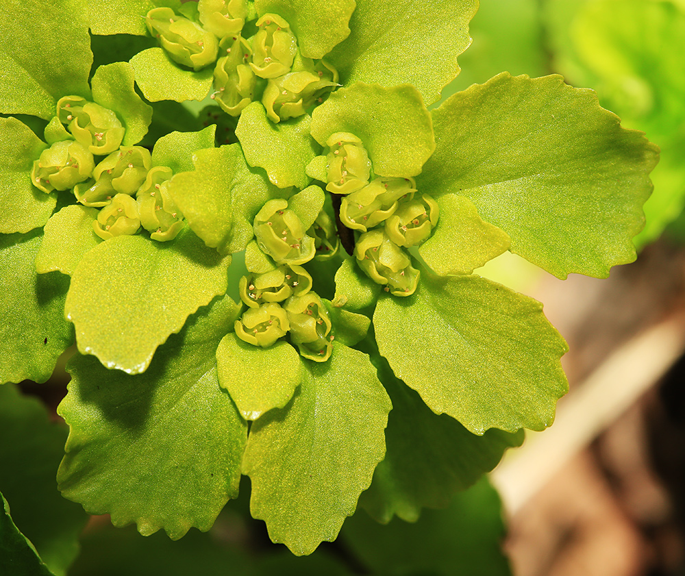 Image of Chrysosplenium pseudofauriei specimen.