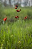 Papaver stevenianum. Верхушки цветущих растений. Ростовская обл., Красносулинский р-н, окр. хут. Зайцевка, нарушенный степной склон. 30.04.2023.